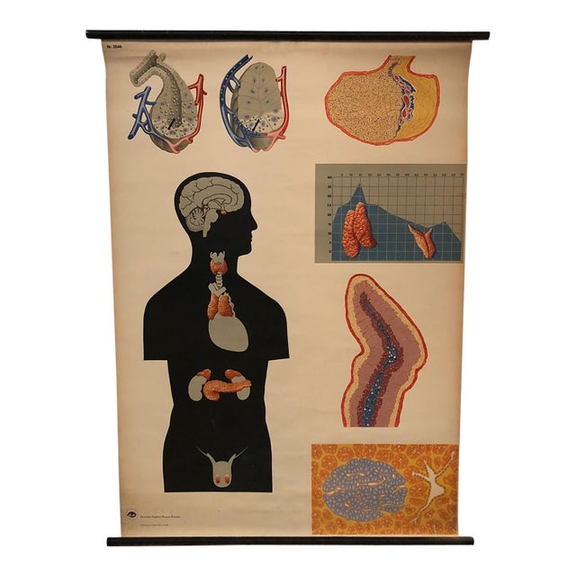 Mid 20th Century German Anatomical Educational Endocrine System Chart For Sale