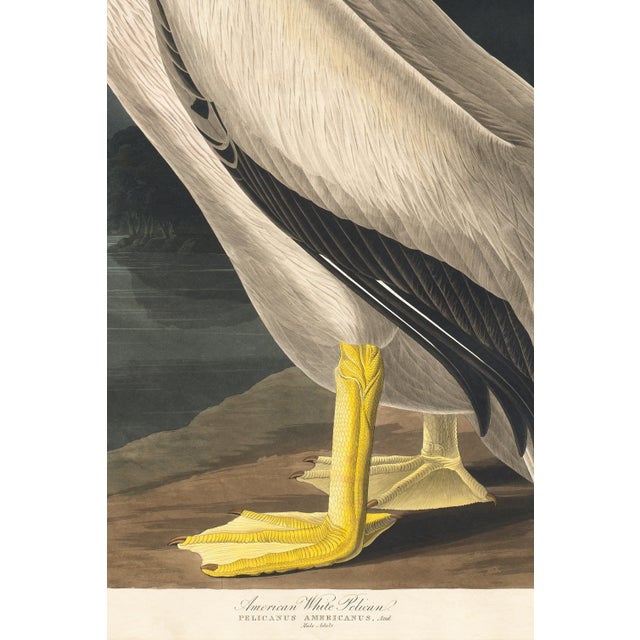 Paint American White Pelican (Audubon), Vintage Art Print Reproduction, 24″ × 36″ For Sale - Image 7 of 8