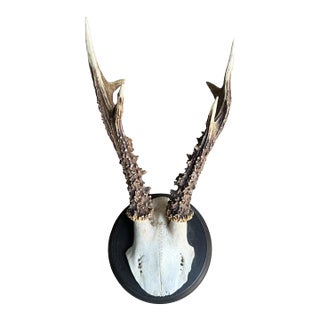 Roe Deer Trophy 210 Black Forest Antlers For Sale