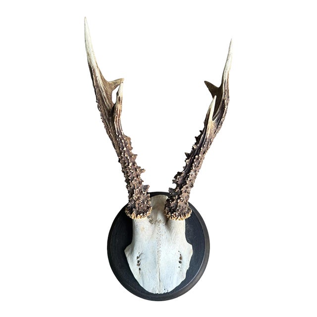 Roe Deer Trophy 210 Black Forest Antlers For Sale