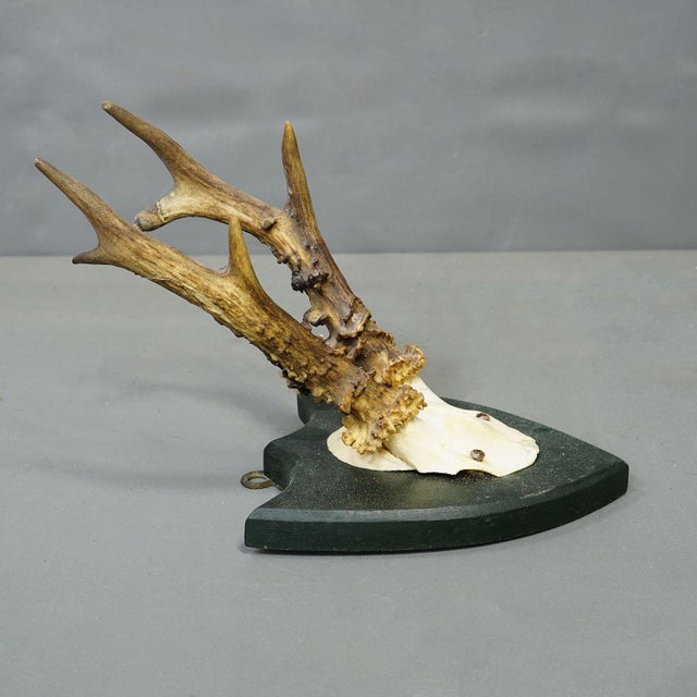 1900 - 1909 Set of Six Roe Deer Trophies on Wooden Plaques Salem Germany Ca. 1900s For Sale - Image 5 of 9