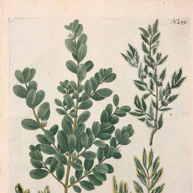 Pair of 18th Century Hand-Colored Botanical Prints — Abies & Boxwood by Johann Wilhelm Weinmann For Sale In Columbus - Image 6 of 9