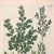 Pair of 18th Century Hand-Colored Botanical Prints — Abies & Boxwood by Johann Wilhelm Weinmann For Sale In Columbus - Image 6 of 9