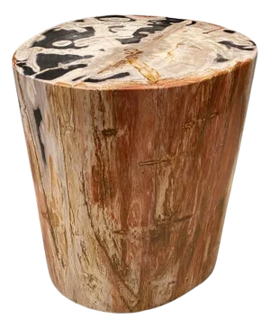 Andrianna Shamaris High Quality Petrified Wood Side Table