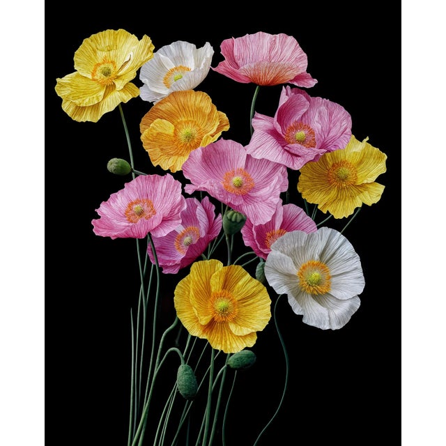 Poppies 38, Photograph by Michael Filonow For Sale