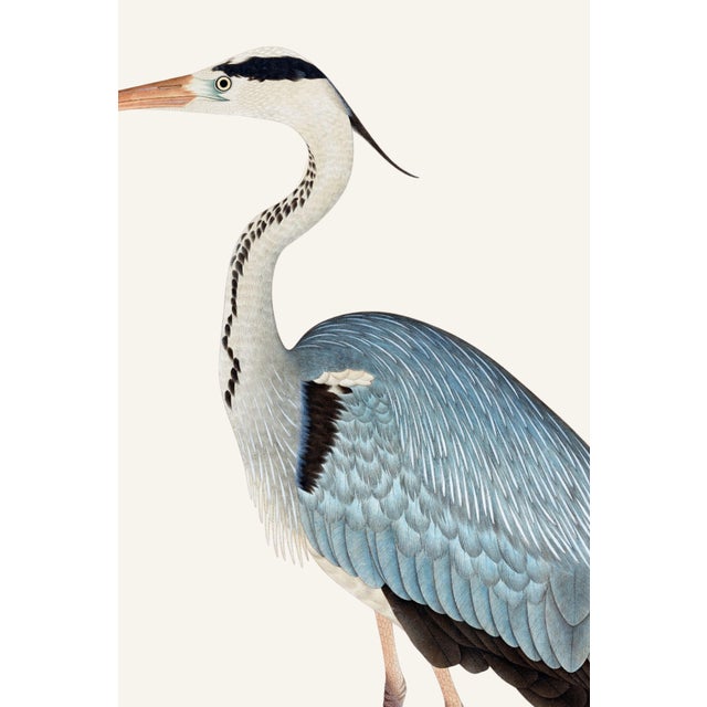 Gray Heron, Vintage Bird Art Print Reproduction, 18" X 24" For Sale In Buffalo - Image 6 of 10
