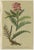 Paper After Anton Hartinger, Pedicularis Botanical Plates, 1897, Chromolithographs, Set of 3 For Sale - Image 7 of 10