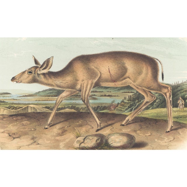 Original first edition Audubon stone lithograph from "The Viviparous Quadrupeds of North America", octavo edition, printed...