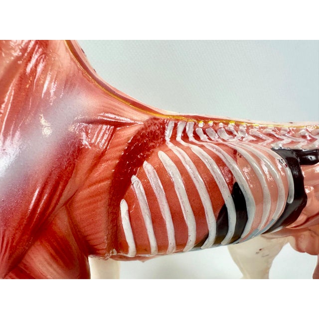 Vintage Vinyl Dog Acupuncture Model, 1970s For Sale - Image 9 of 16