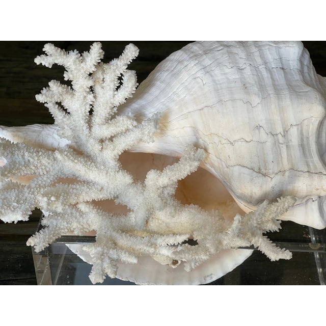 Antique Jumbo Spider Conch Shell 15” For Sale In Miami - Image 6 of 9
