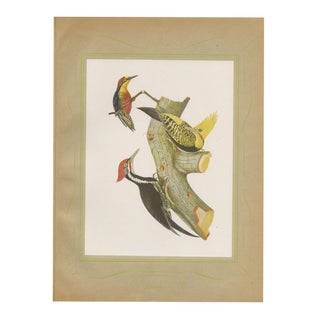 After Descourtilz, Woodpeckers, 1944, Print For Sale