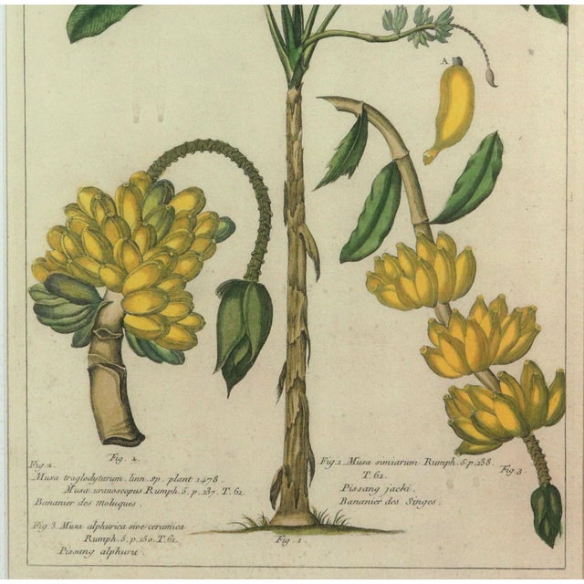 Yellow Botanical Hand-Colored Copper Engraving of Banana Plants, Georg Eberhard Rumphius, 1741–1750) For Sale - Image 8 of 17