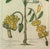 Yellow Botanical Hand-Colored Copper Engraving of Banana Plants, Georg Eberhard Rumphius, 1741–1750) For Sale - Image 8 of 17