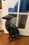 Large Metal Greyhound / Whippet Statue, Dog Sculpture or Heavy Doorstop for Dog Lovers, Ralph Lauren Style, Club Room or Traditional Decor For Sale - Image 10 of 10