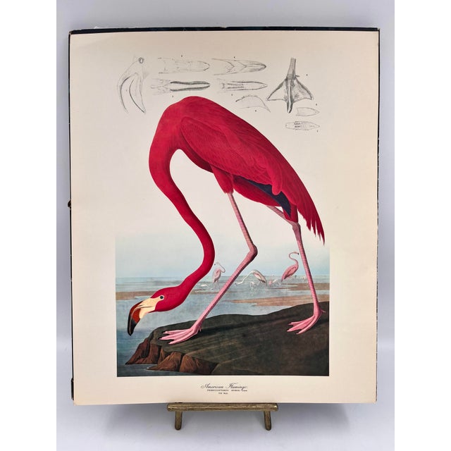 Audubon Bird Print – “American Flamingo”, 1964 Abrams Folio – Vintage Ornithology Art 1964 print from "The Audubon Folio:...