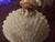 1900 Rare Northwood Argonaut Shell Custard Glass Covered Sugar Bowl Gilt Accents For Sale - Image 9 of 15
