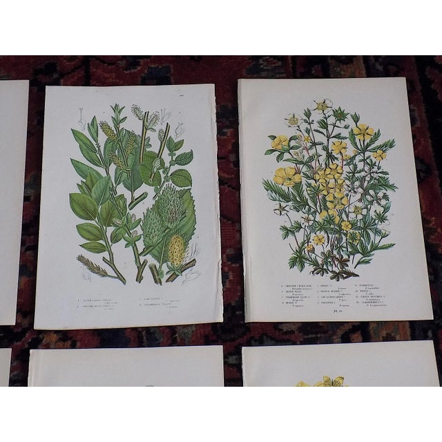 Realism Authentic Antique 19th Century Botanical Lithographs - Set of 12 For Sale - Image 3 of 7