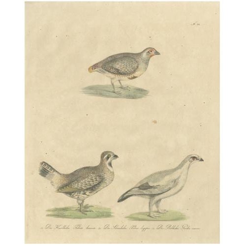 Karl Joseph Brodtmannm, Game Birds, 1816, Lithograph For Sale - Image 10 of 10