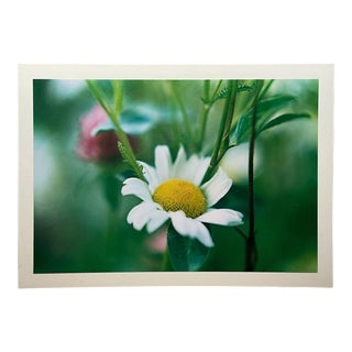 Vintage Daniel Farber Daisy & Clover Flower Phot For Sale