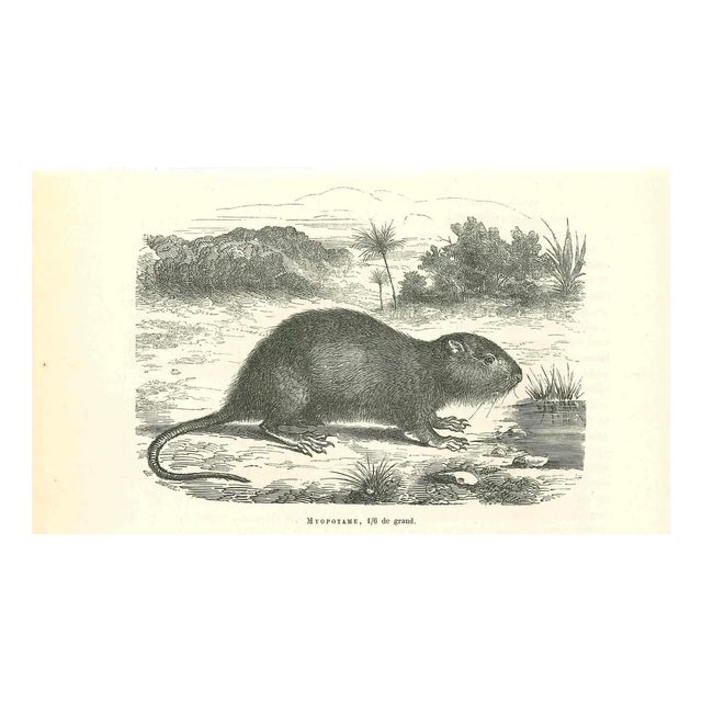 Paul Gervais, The Mouse, 1854, Lithograph For Sale