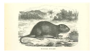 Paul Gervais, The Mouse, 1854, Lithograph