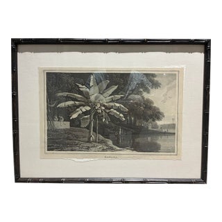 Natural Curiosities “Banana” Vintage Botanical Tropical Landscape Print For Sale