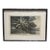 Natural Curiosities “Banana” Vintage Botanical Tropical Landscape Print For Sale