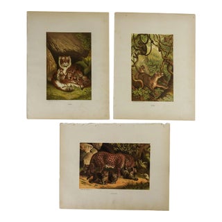 Antique Circa 1885 Big Cats Chromolithograph Book Plate Prints - Set of 3 For Sale