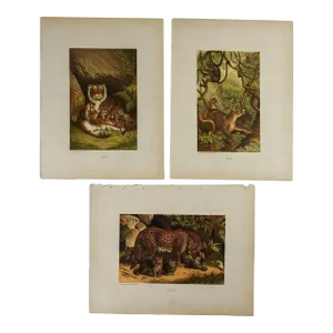Antique Circa 1885 Big Cats Chromolithograph Book Plate Prints - Set of 3
