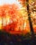 The Lucky Grove by Michelle Condrat | Oil on panel Abstract forest scene with autumn colors. For Sale