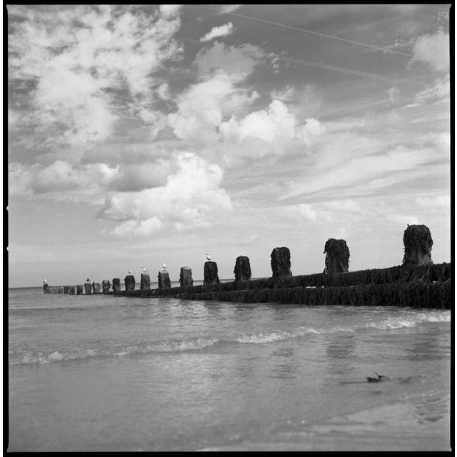 Not Yet Made - Made To Order Paul Cooklin, Seagulls on Sea Groynes, Edition of 50 For Sale - Image 5 of 5