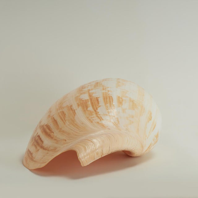 Large Melo Amphora Sea Shell For Sale In West Palm - Image 6 of 10