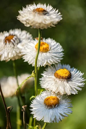 Guy Sargent, White Daisies, Nature Photograph
