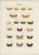 Ramann, Butterflies and Moths, 1870, Set of 6 For Sale - Image 4 of 8