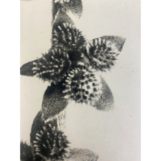 1940s Framed Botanical Blossfeldt Print - No. 27 For Sale - Image 4 of 7