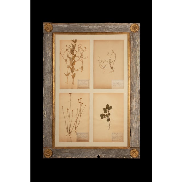 This beautifully preserved collection features four 19th century botanical herbier specimens meticulously mounted in a...