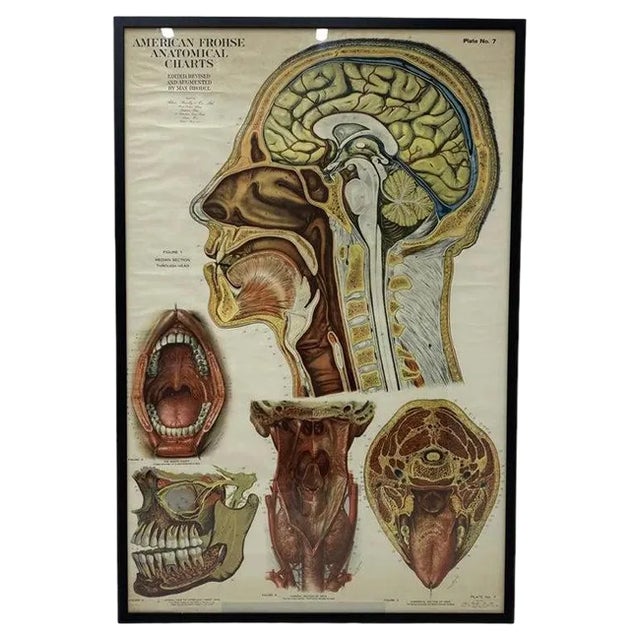 American Frohse Anatomical Chart, 1947 For Sale