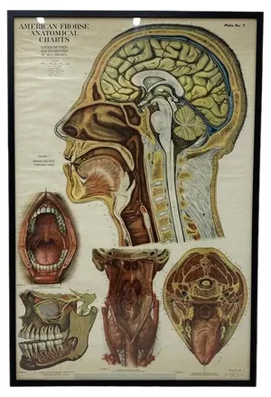 American Frohse Anatomical Chart, 1947