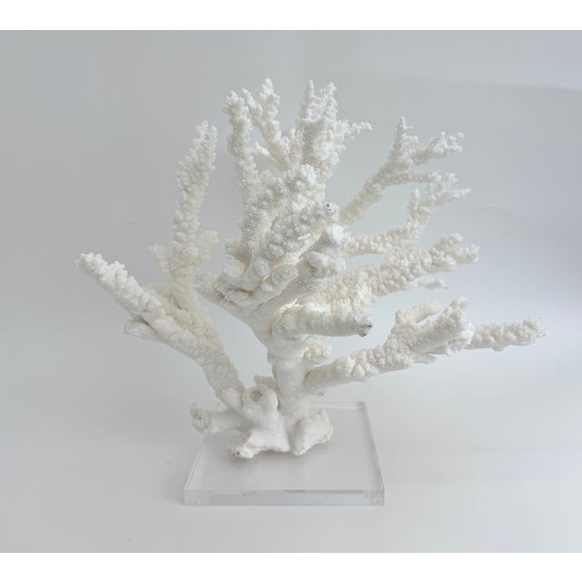 Mid 20th Century Massive Natural Branch Coral Specimen on Acrylic Base For Sale - Image 5 of 7