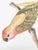 Chinoiserie "Strictly for the Birds" Tropical Chinoiserie Painting by Allison Cosmos For Sale - Image 3 of 6