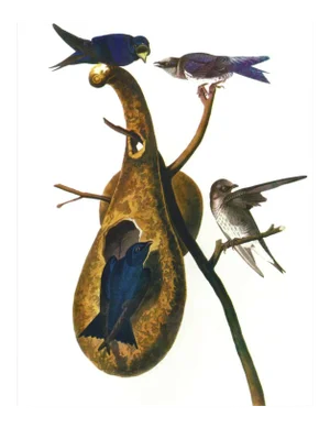 Audubon 1, Unframed Artwork