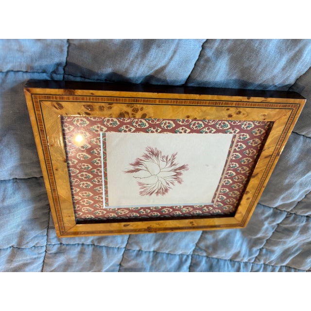 Late 19th Century Antique Algae Herbarium Botanical in Vintage French Frame For Sale - Image 5 of 6