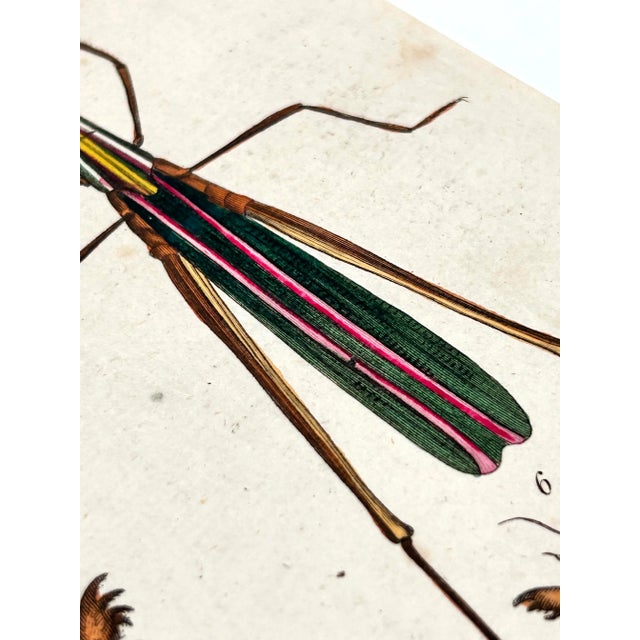 Early 19th Century 1806 Hand-Colored Entomology Engravings by J. Wilkes – Set of 2 For Sale - Image 5 of 12