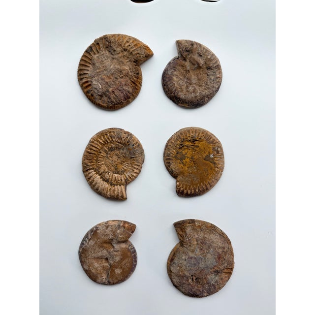 15th Century & Earlier Set of Six Split and Polished Ammonite Fossils For Sale - Image 5 of 12