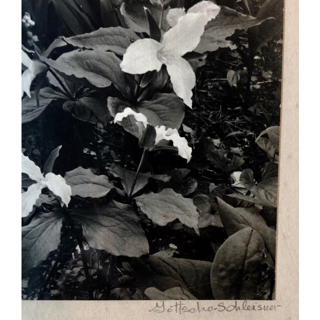 Vintage hand signed and stamp signed with the photographers stamp and numbered photo of trilliums. Samuel Herman Gottscho...