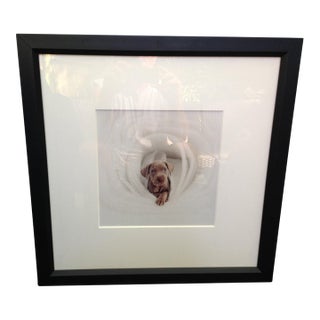 1980s Framed William Wegman Photo “ Puppy Series” Signed For Sale