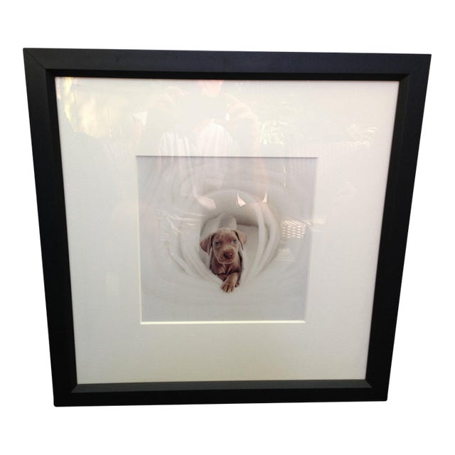 1980s Framed William Wegman Photo “ Puppy Series” Signed For Sale