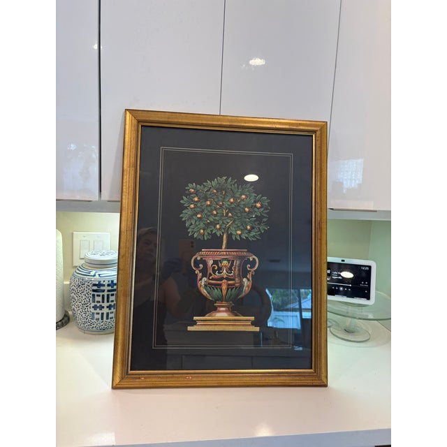 Vintage Orange Tree In Urn Lithograph Under Glass Gold Frame Classic decorative botanical style print featuring an orange...