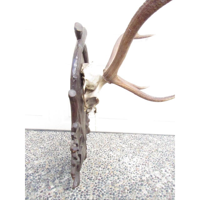 Vintage Black Forest Mounted Deer Antlers For Sale - Image 9 of 16