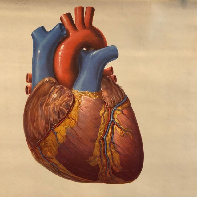 Mid 20th Century German Educational Heart Anatomy Rollup Chart For Sale In New York - Image 6 of 12